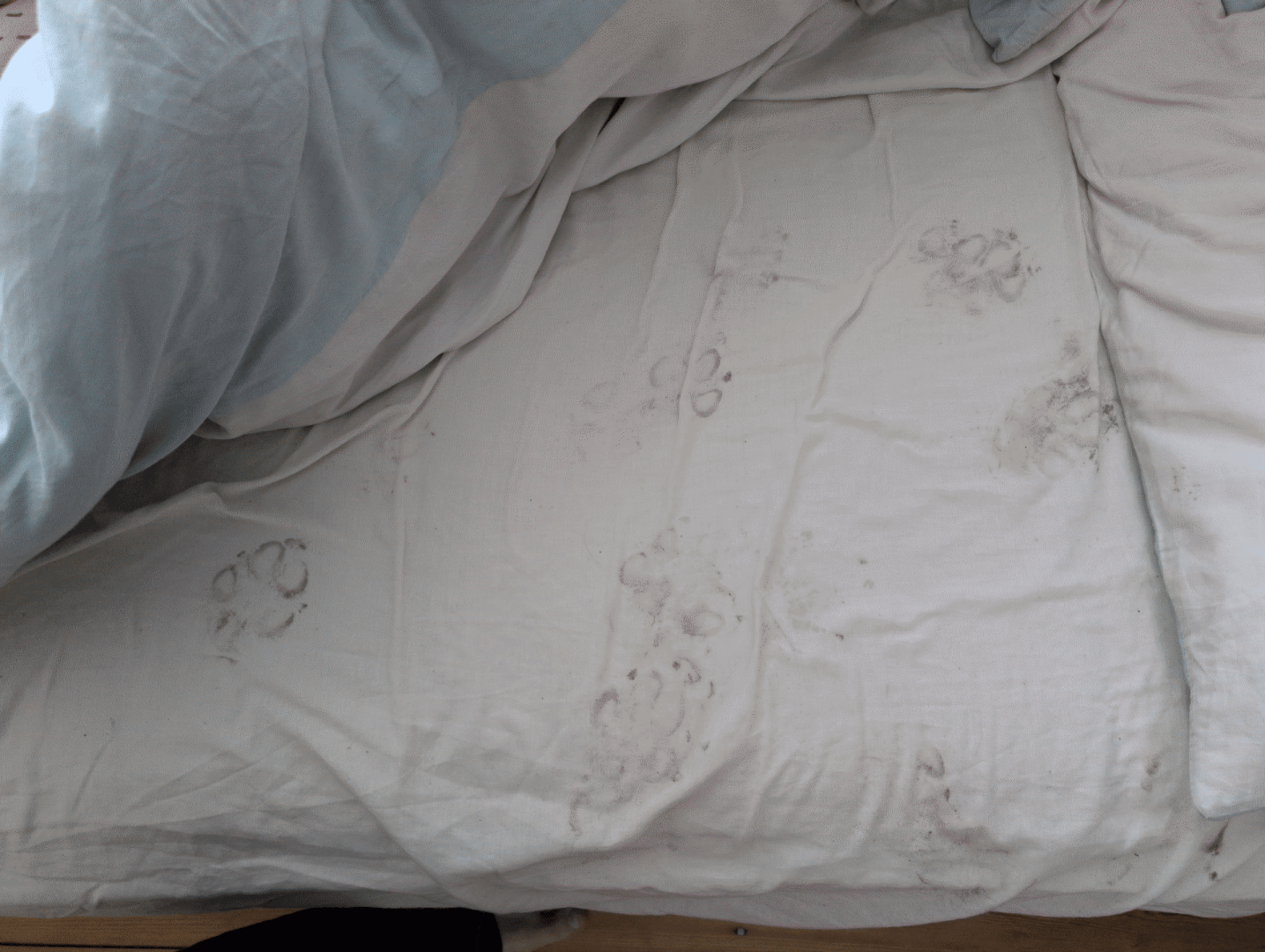 Pawprints on a otherwise clean blanket