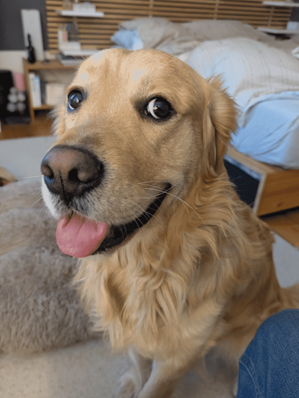 A smiling dog with a cheeky expression and light blep in portrait style in a bedroom. He looks as if he had not made the pawprints on the other photo of this collection