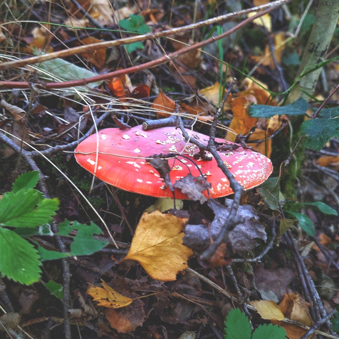 Photo d'une amanite tue mouche se cachant sous quelques branches