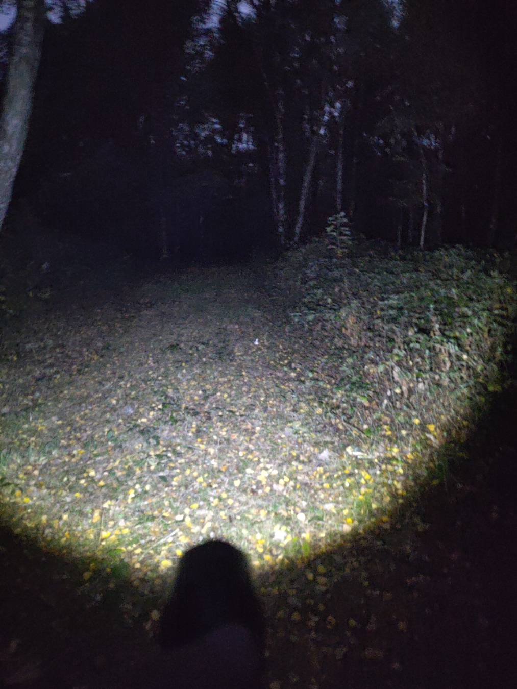 Point de vue en forets, dans la nuit, avec une lampe torche comme seule source de lumière. Digne d'un film d'horreur