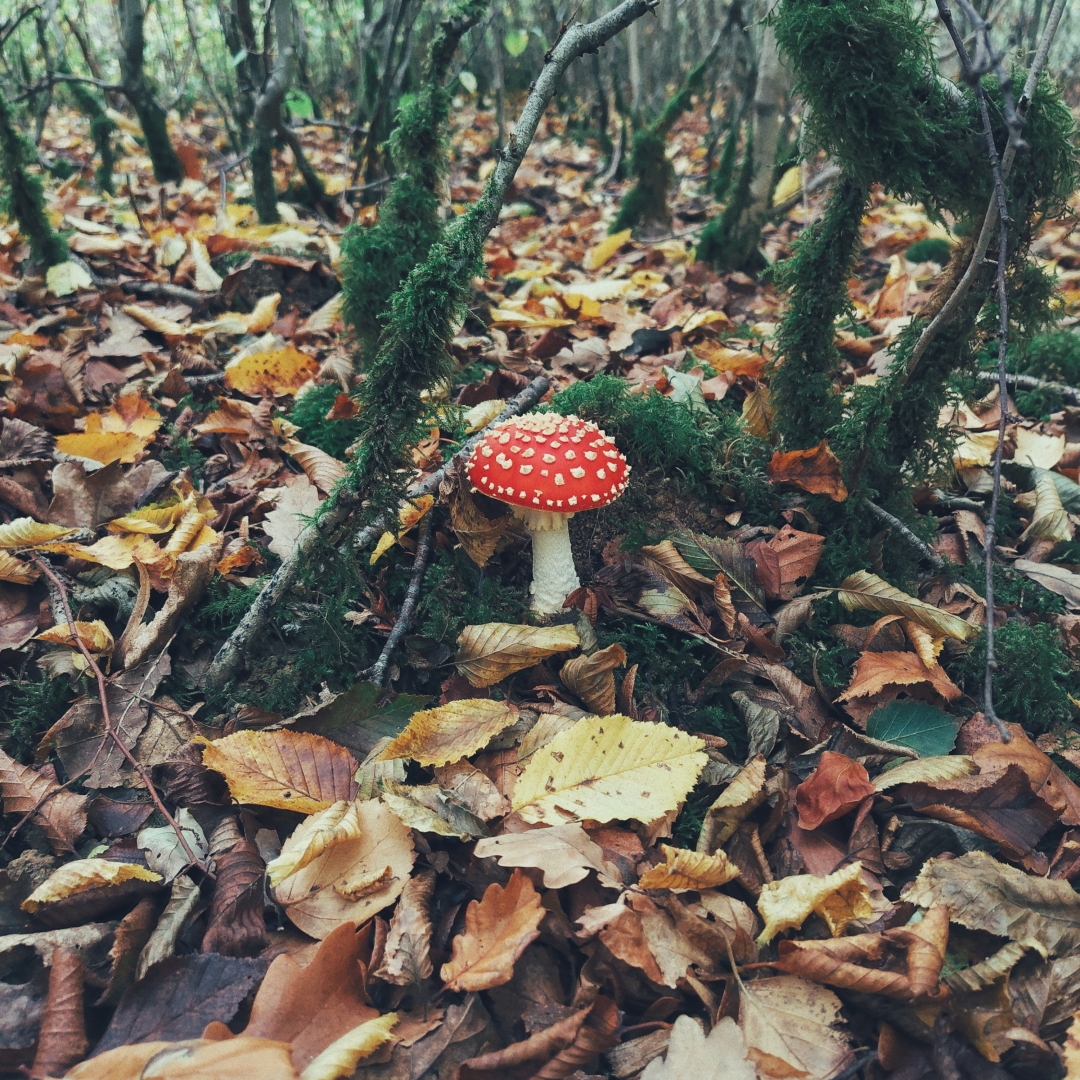 Amanita muscaria en pleine foret