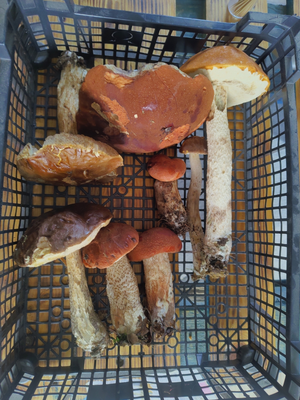 Cagette rempli de cèpes et de bolets fraîchement récoltés en fôret