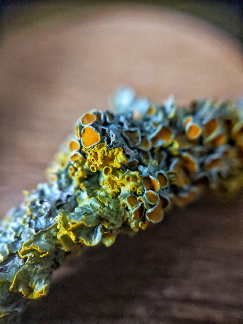 Photo macro d'un lichen sur branche morte