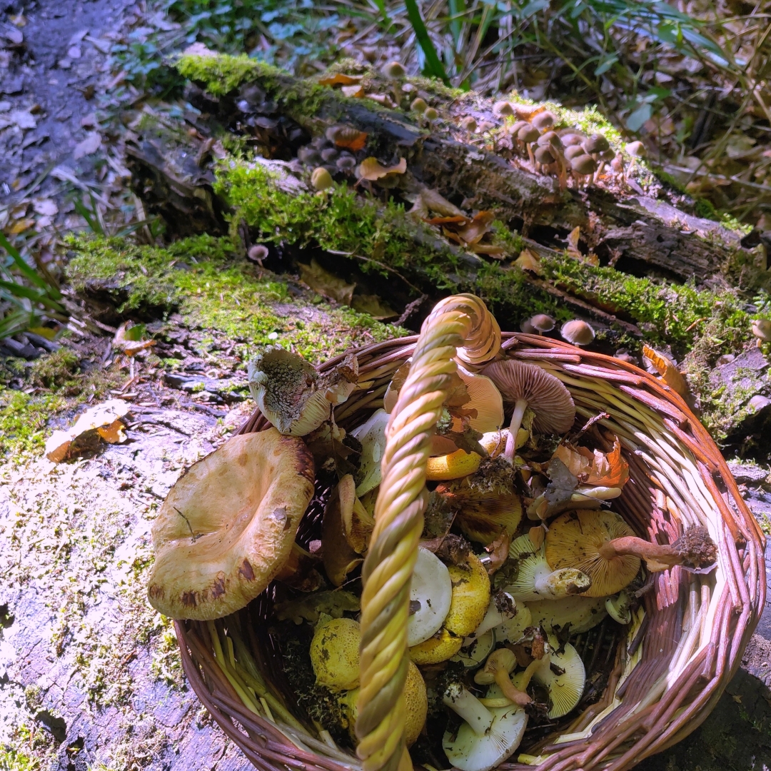 Panier de champignons, récolte en foret